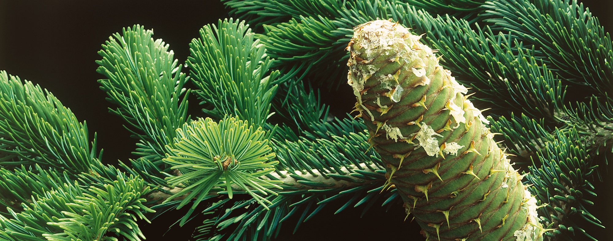Fir